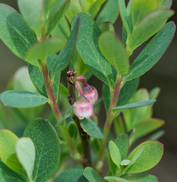 Pflanzenbild gross Rauschbeere - Vaccinium uliginosum aggr.