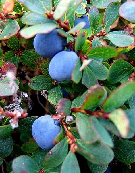 Pflanzenbild gross Kleinblättrige Rauschbeere - Vaccinium gaultherioides