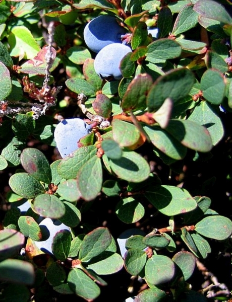 Pflanzenbild gross Kleinblättrige Rauschbeere - Vaccinium gaultherioides