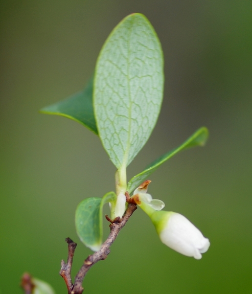 Pflanzenbild gross Kleinblättrige Rauschbeere - Vaccinium gaultherioides