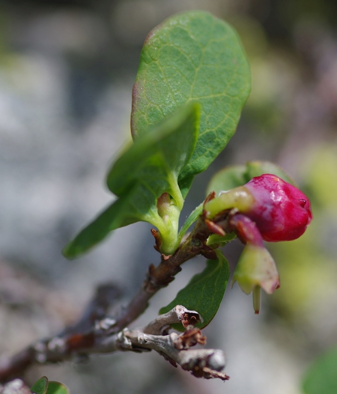 Pflanzenbild gross Kleinblättrige Rauschbeere - Vaccinium gaultherioides
