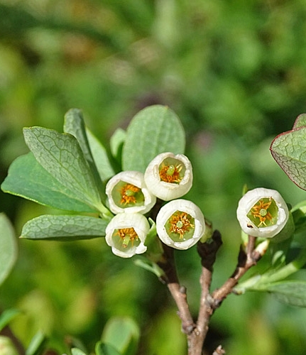Pflanzenbild gross Kleinblättrige Rauschbeere - Vaccinium gaultherioides