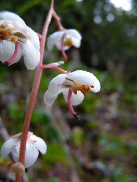 Pflanzenbild gross Rundblättriges Wintergrün - Pyrola rotundifolia