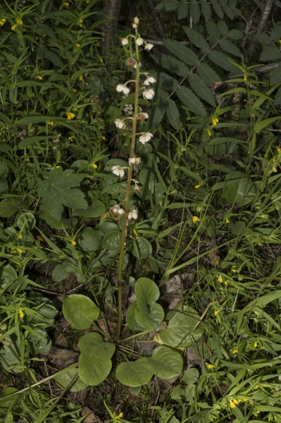 Pflanzenbild gross Rundblättriges Wintergrün - Pyrola rotundifolia