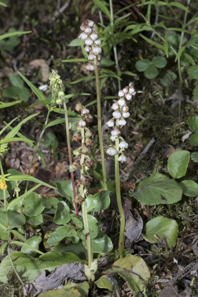 Pflanzenbild gross Kleines Wintergrün - Pyrola minor