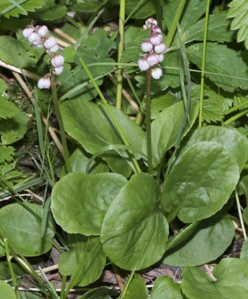 Pflanzenbild gross Kleines Wintergrün - Pyrola minor