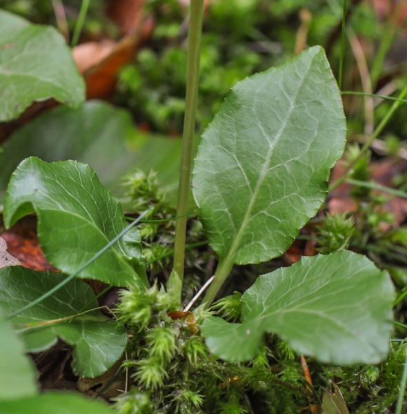 Pflanzenbild gross Kleines Wintergrün - Pyrola minor