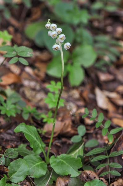 Pflanzenbild gross Kleines Wintergrün - Pyrola minor
