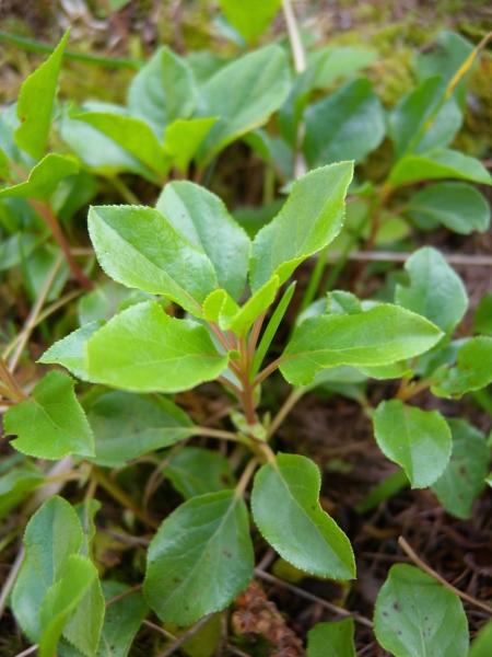 Pflanzenbild gross Birngrün - Orthilia secunda