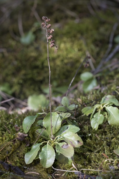 Pflanzenbild gross Birngrün - Orthilia secunda