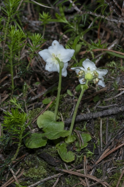 Pflanzenbild gross Moosauge - Moneses uniflora