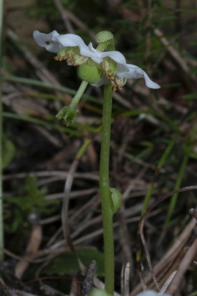 Pflanzenbild gross Moosauge - Moneses uniflora