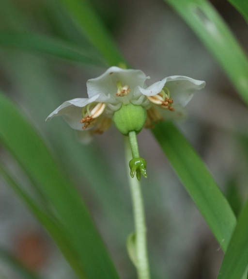 Pflanzenbild gross Moosauge - Moneses uniflora