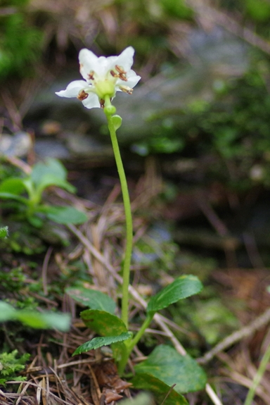 Pflanzenbild gross Moosauge - Moneses uniflora