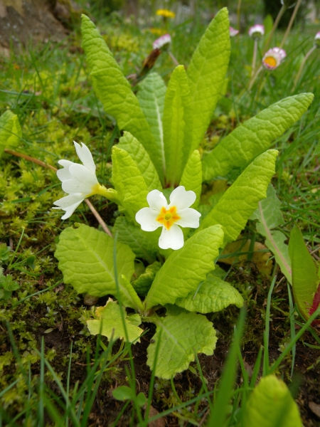 Pflanzenbild gross Stängellose Schlüsselblume - Primula acaulis