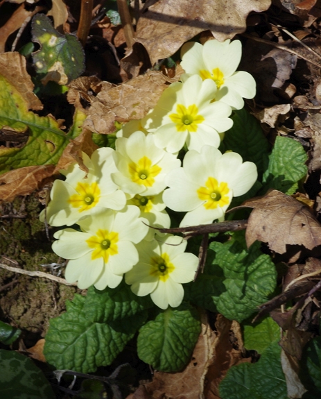 Pflanzenbild gross Stängellose Schlüsselblume - Primula acaulis