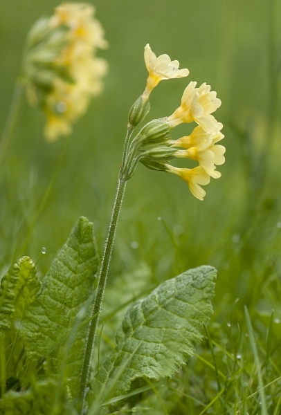 Pflanzenbild gross Wald-Schlüsselblume - Primula elatior