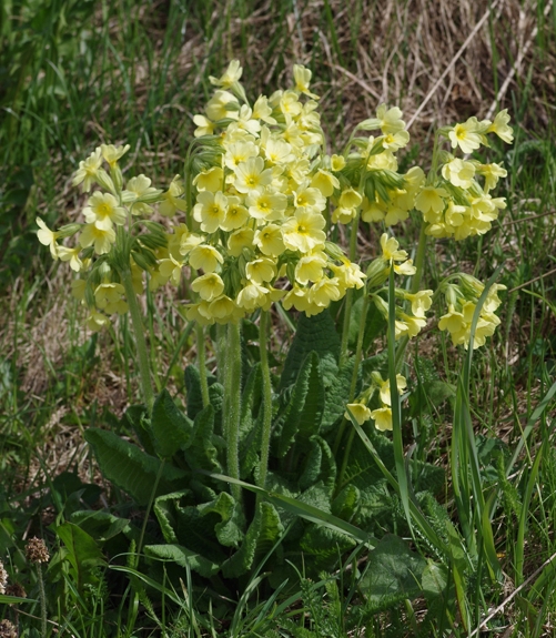 Pflanzenbild gross Wald-Schlüsselblume - Primula elatior