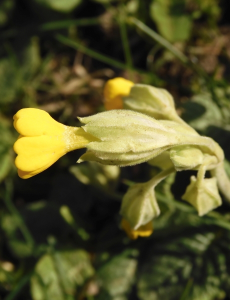 Pflanzenbild gross Frühlings-Schlüsselblume - Primula veris