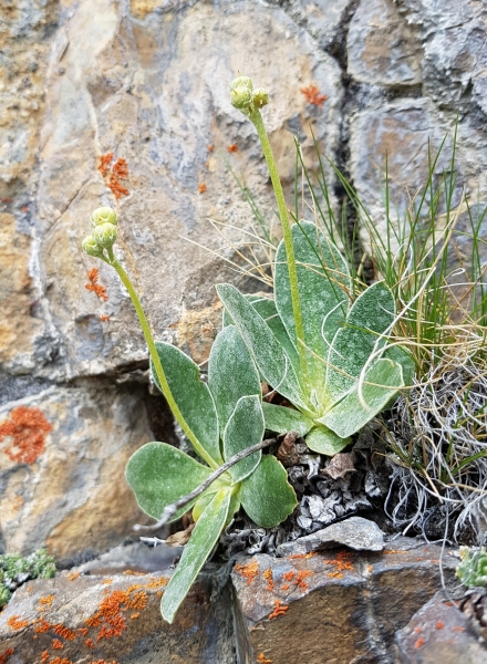 Pflanzenbild gross Aurikel - Primula auricula