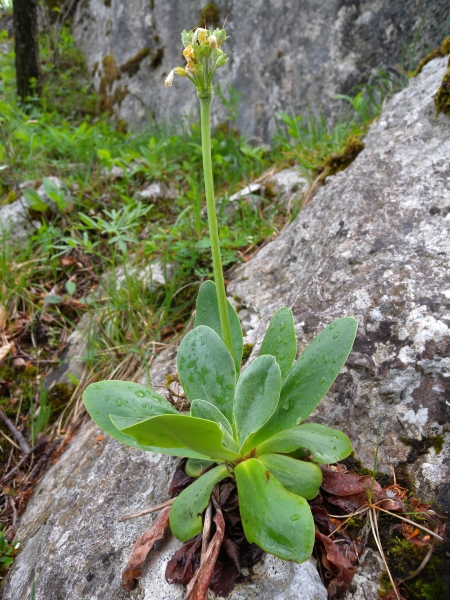 Pflanzenbild gross Aurikel - Primula auricula