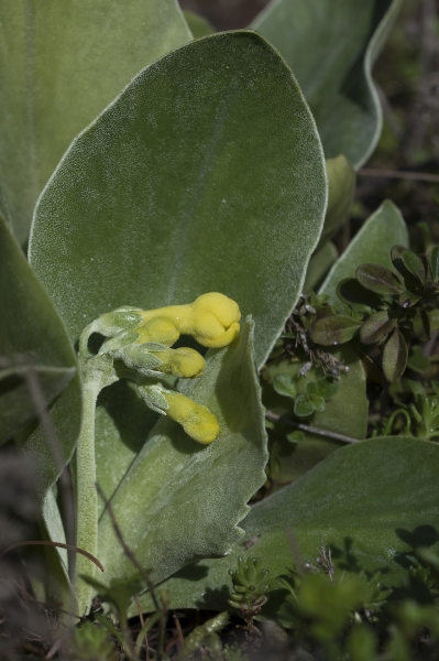 Pflanzenbild gross Aurikel - Primula auricula