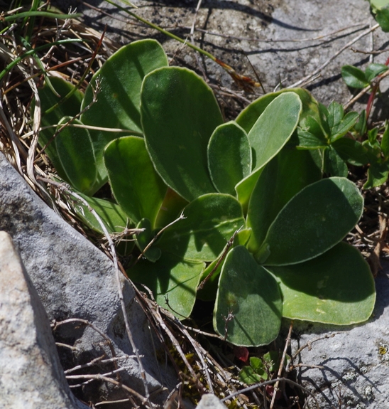 Pflanzenbild gross Aurikel - Primula auricula
