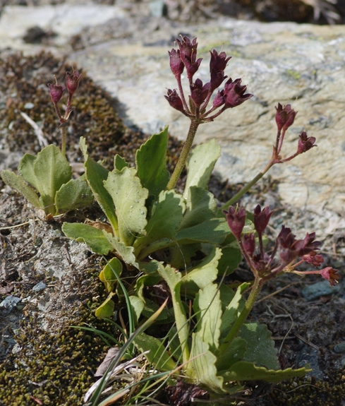Pflanzenbild gross Rote Felsen-Primel - Primula hirsuta