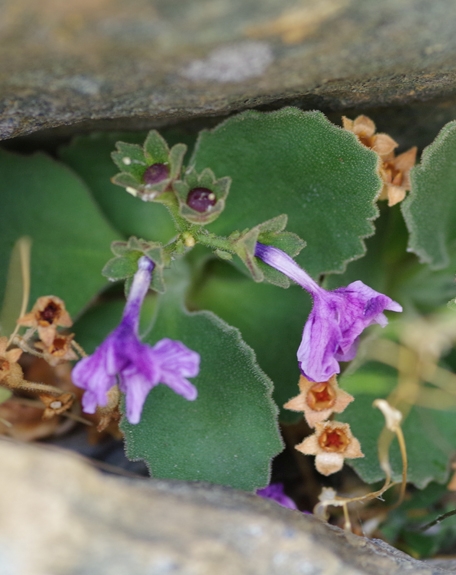 Pflanzenbild gross Rote Felsen-Primel - Primula hirsuta