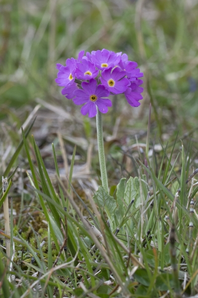 Pflanzenbild gross Mehl-Primel - Primula farinosa