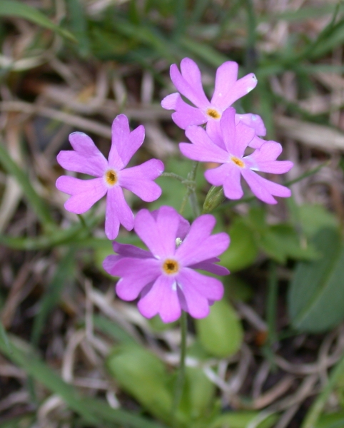 Pflanzenbild gross Mehl-Primel - Primula farinosa