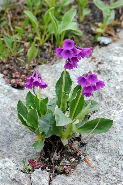 Pflanzenbild gross Breitblättrige Primel - Primula latifolia