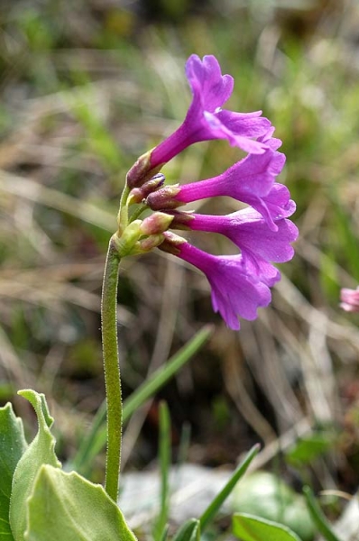 Pflanzenbild gross Breitblättrige Primel - Primula latifolia