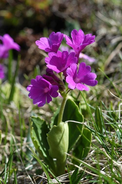 Pflanzenbild gross Breitblättrige Primel - Primula latifolia