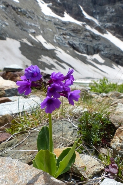 Pflanzenbild gross Breitblättrige Primel - Primula latifolia