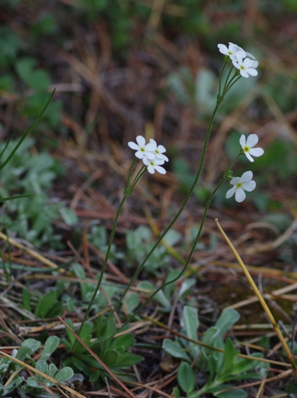 Pflanzenbild gross Stumpfblättriger Mannsschild - Androsace obtusifolia