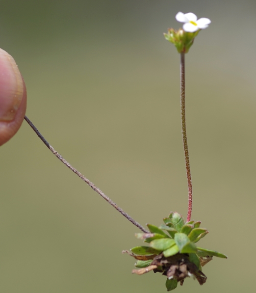 Pflanzenbild gross Stumpfblättriger Mannsschild - Androsace obtusifolia