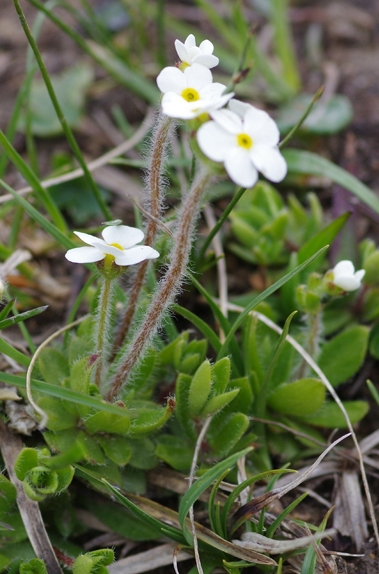 Pflanzenbild gross Bewimperter Mannsschild - Androsace chamaejasme