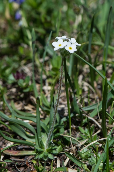 Pflanzenbild gross Bewimperter Mannsschild - Androsace chamaejasme