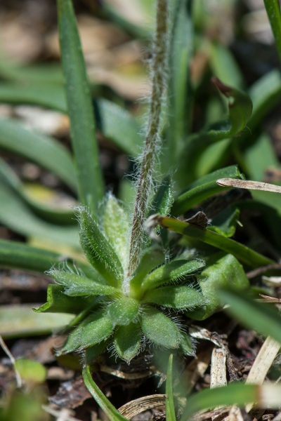 Pflanzenbild gross Bewimperter Mannsschild - Androsace chamaejasme