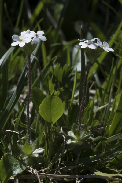 Pflanzenbild gross Bewimperter Mannsschild - Androsace chamaejasme