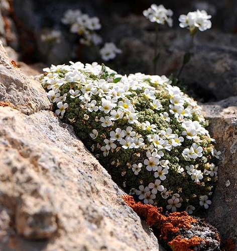 Pflanzenbild gross Schweizer Mannsschild - Androsace helvetica