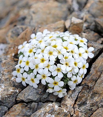 Pflanzenbild gross Schweizer Mannsschild - Androsace helvetica