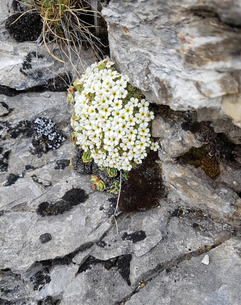 Pflanzenbild gross Schweizer Mannsschild - Androsace helvetica