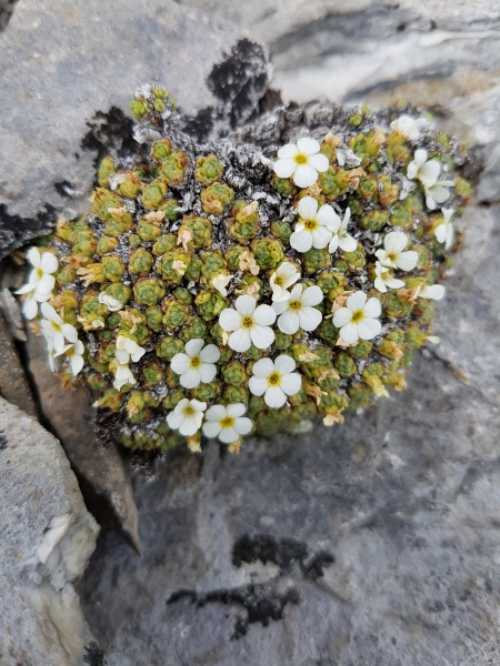 Pflanzenbild gross Schweizer Mannsschild - Androsace helvetica