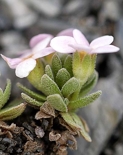 Pflanzenbild gross Alpen-Mannsschild - Androsace alpina