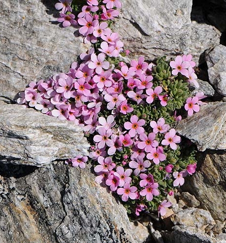 Pflanzenbild gross Alpen-Mannsschild - Androsace alpina
