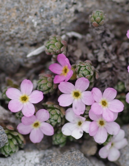 Pflanzenbild gross Alpen-Mannsschild - Androsace alpina