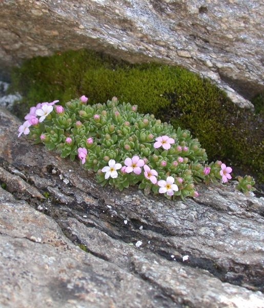Pflanzenbild gross Alpen-Mannsschild - Androsace alpina