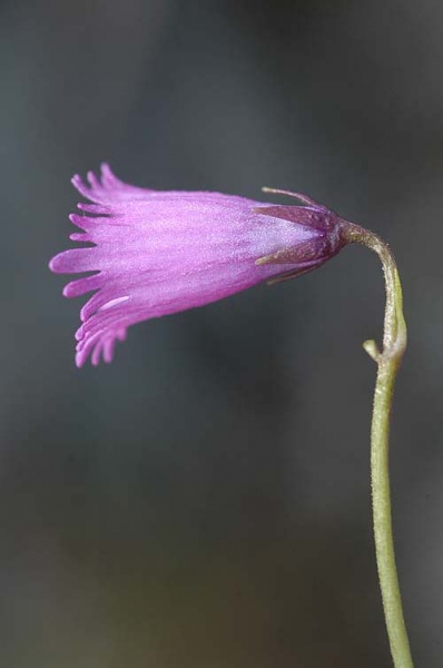 Pflanzenbild gross Kleines Alpenglöckchen - Soldanella pusilla
